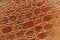 Abstract alligator patterned background. Texture of genuine leather close-up, embossed under the skin a reptile