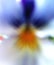 Abstract angel like flower viola tricolor