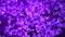 Abstract animated background image. many purple glass orbs.