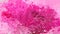 Abstract animated stained background seamless loop video soft hot pink magenta rose colored