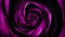 Abstract animation of spinning purple rose bud. Beautiful animation.