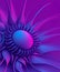 abstract art 3d background with part of surreal organic alien flower in curve round wavy organic biological spherical lines forms