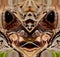 Abstract Art: Dual Imaging: Sulphur-Winged Grasshopper Old Man