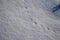Abstract art texture background of rabbit tracks in a snow covered field