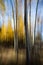 Abstract Aspen Trees