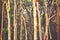 Abstract Australian Eucalyptus forest background