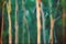 Abstract Australian misty Eucalyptus forest background
