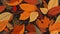 Abstract autumm leaves graphic wallpaper. Landscape autumn seamless.