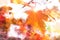 Abstract Autumn background with golden marple leaf, text space