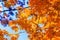 Abstract autumn background, old orange leaves, dry tree foliage, soft focus, autumnal season, changing of nature, bright sunlight