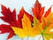 abstract autumn colored maple leaves with white background