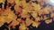 Abstract Autumn maple leaves falling 4K Animation Loop background Alpha channel.