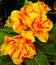 abstract azalea flower orange yellow bloom  Yellow-orange flowers on the tree, beautiful, bright, sweet, light black background