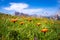 Abstract background of Alpine flowers.