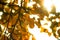 Abstract background with autumn leaves with yellow glare is close