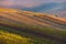 Abstract Background Of Autumn Vineyards Rows.Autumn Color Vineyard Landscape. Line and Vine.Rows Of Vineyard Grape Vines.Autumn La