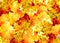 Abstract background of beautiful vibrant gold, orange and red leaves