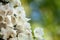 Abstract background of blooming rhododendron of white color.