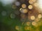 Abstract background. Blurred raindrops on a window pane at sunset. Yellow round spots on a green backdrop. Natural bokeh wallpaper