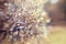 Abstract background with bokeh with branches of willow.