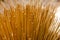 Abstract for background of Bulrushes Lepironia Articulata using as material for handicraft products, basket, bag, Thale Noi,