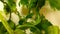 Abstract background. Celery 360 degrees, food. Beautiful shadows, video