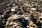 Abstract background with close up of plowed clay on the farmland in the dutch countryside