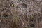 Abstract Background: Closeup of Gray Cheeked Parakeets in Nest