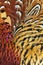 Abstract background consisting of rigneck pheasant