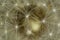 Abstract Background: Dandelion Floret Fibers Closeup