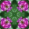 Abstract background of flower pattern of kaleidoscope. pink green background fractal mandala. kaleidoscopic arabesque