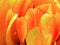 Abstract background of flower texture. Petals of a fluffy bright orange tulip. Floral decor for presentation of natural