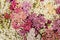 Abstract background of flowers yarrow