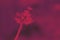 Abstract background with fluffy dandelion toned in viva magenta color