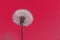 Abstract background with fluffy dandelion toned in viva magenta pantone color with space for text