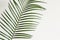 Abstract background. Fragment Palm branch on white background