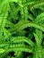 Abstract background of fresh ferns in garden. Beautiful ferns leaves green foliage natural floral fern background in sunlight.