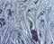 abstract background from frosty pattern on glass in the form of furry twigs and feathers