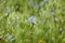 Abstract background of grass, blue flowers. Large size, high resolution, blurred background.