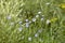Abstract background of grass, blue and white flowers. Large size, high resolution, blurred background.