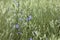 Abstract background of grass, blue and white flowers. Large size, high resolution, blurred background.