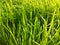 abstract background of grass in the garden, grass, tall green grass