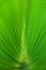 Abstract background green color of palm leaf in radial blur focus