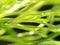 Abstract background of the green grass leaves with blurred effect