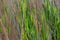 Abstract background of green and wilted grass in the meadow, natural background