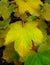 An abstract background image of greenish-yellow autumn leaves