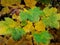 An abstract background image of a yellowish green autumn leaves