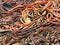 Abstract background of the kelp sea weed in reddish and brownish colours