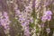 Abstract background of lavender flowers. The warm rays of the sun illuminate the delicate flowers