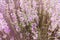 Abstract background of lavender flowers. The warm rays of the sun illuminate the delicate flowers